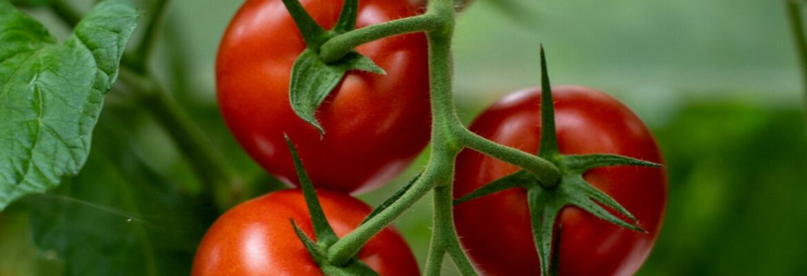 Foto de tomates