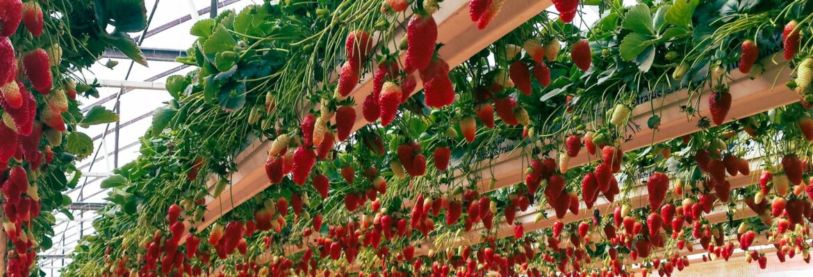 Foto fresas