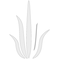 Logo Konet Algas